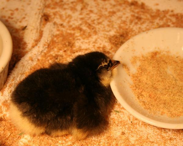 41069_chick_sleeping.jpg