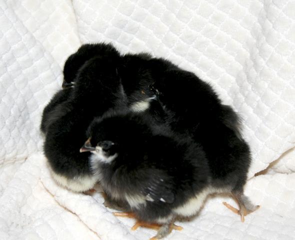 41069_cold_chickies.jpg