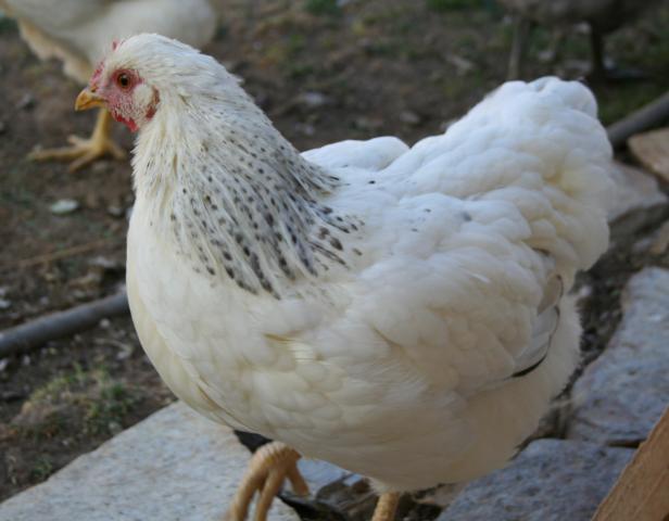 41069_delaware_pullet.jpg