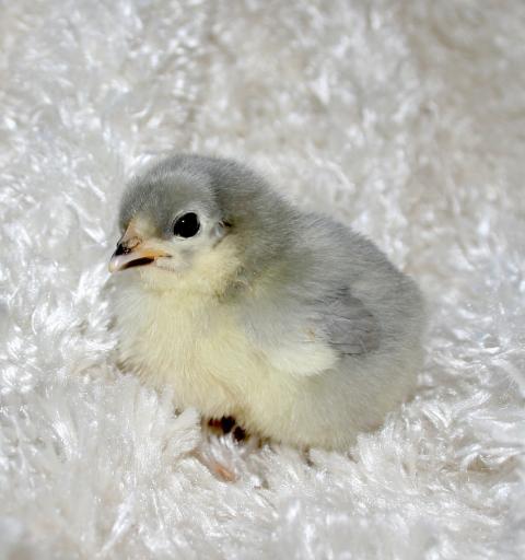 41069_lavender_ameraucana.jpg
