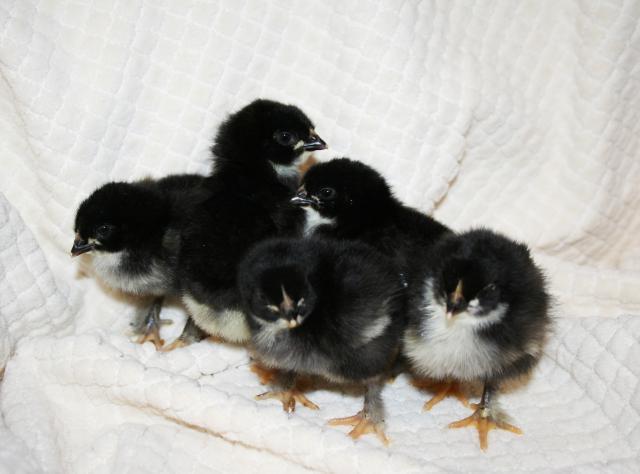 41069_more_chickies.jpg