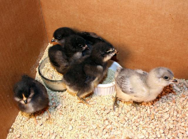 41069_new_chickies.jpg