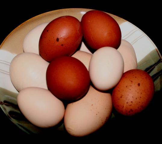 41069_new_marans_eggs3.jpg