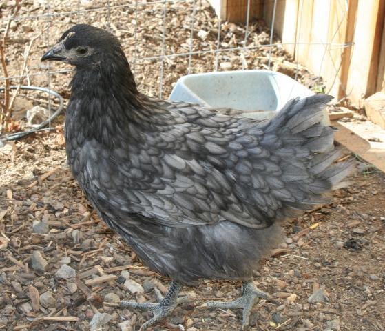 41069_pullet_for_sure.jpg