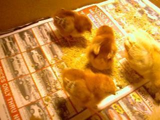 41069_rir_chicks.jpg