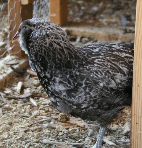 41069_silver_roo1.jpg