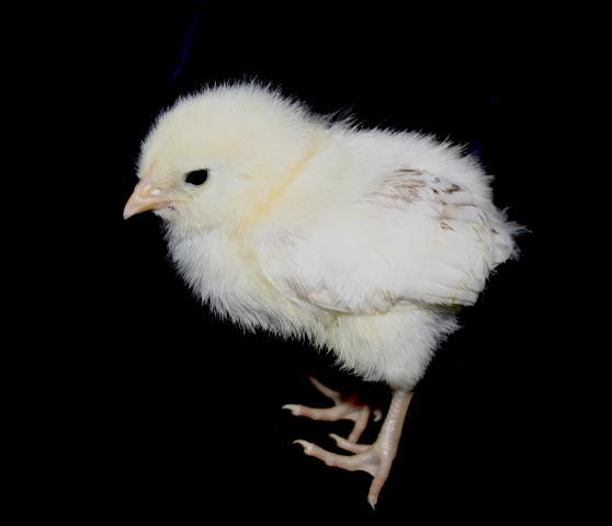 41069_wheaten_ameraucana.jpg