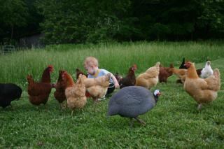 41083_jimmy_and_chickens_019_copy.jpg