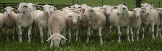 41083_lambs_may_2010_055_copy.jpg