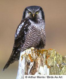 41094_am_hawk_owl_1_s.jpg