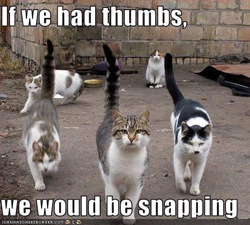 41094_cats.jpg