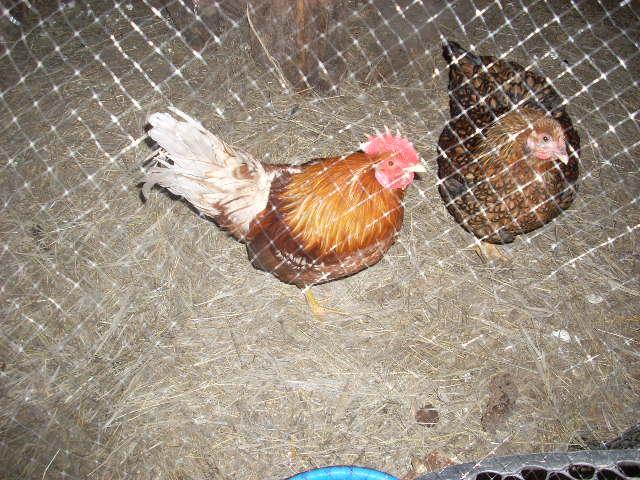 41094_dscn1395.jpg