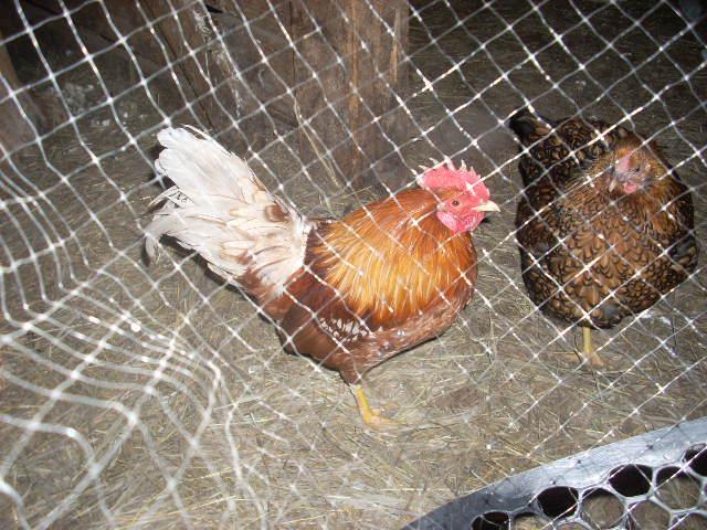 41094_dscn1397.jpg