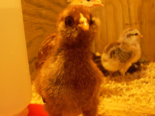 41094_dscn1747.jpg