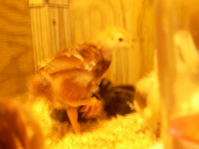 41094_dscn1748.jpg