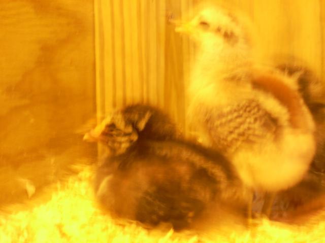 41094_dscn1749.jpg