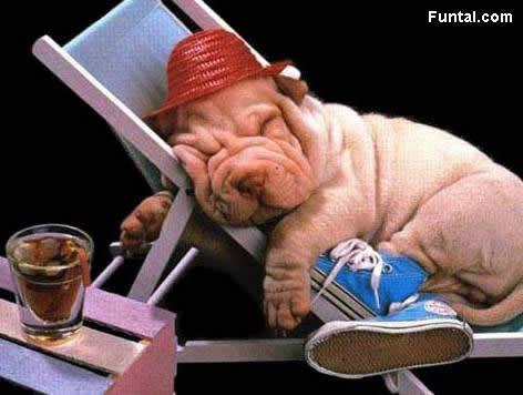 41094_funny_animals_27.jpg