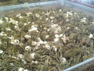 41095_crazy_quails.jpg