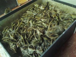 41095_quails.jpg