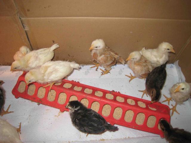 41110_chickens3.jpg