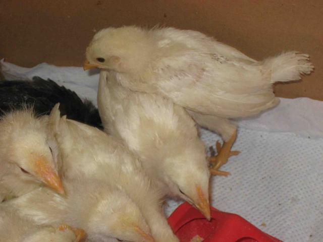 41110_chickens6.jpg