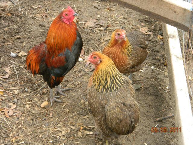 bantam araucanas araucana trio