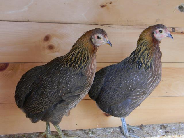 41128_bbr_ara_pullets.jpg