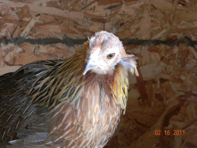 41128_bbr_single_tufted_pullet.jpg