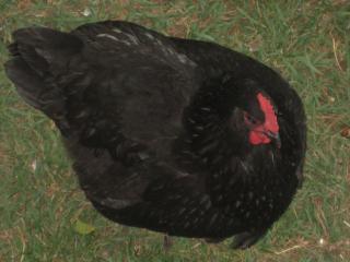 41158_img_3096.jpg