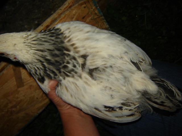 41186_chick_003.jpg