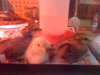 41201_chick01.jpg