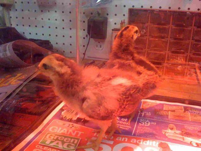 41201_chick02.jpg