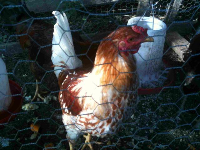41201_chick11.jpg