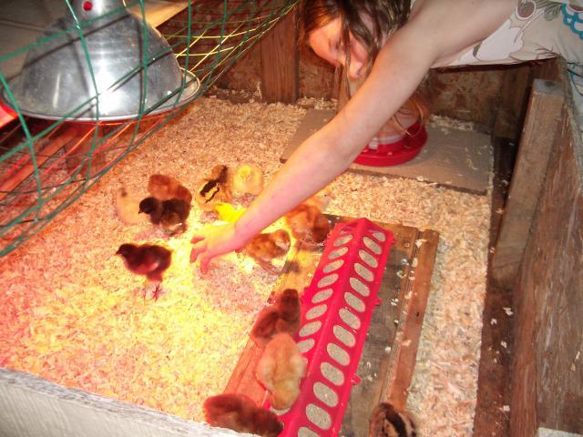 41210_baby_chickens_jun_2009_3.jpg