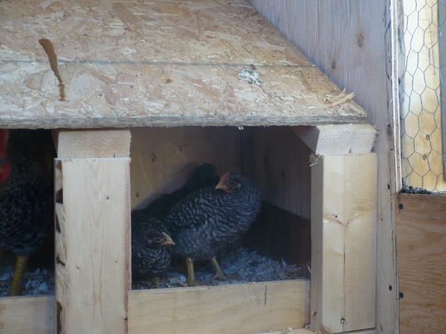 41221_roo_and_pullet_6wks.jpg