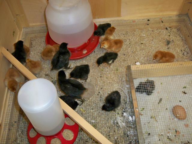 41326_peeps_day_21.jpg