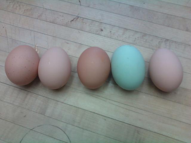 41336_eggs.jpg