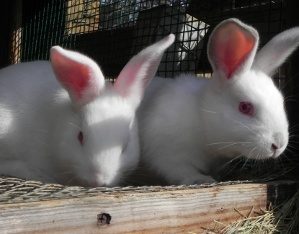 41347_byc_state_fair_third_place_bunnies.jpg