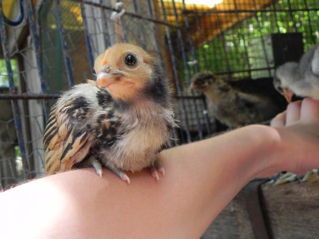 41347_little_chickie.jpg