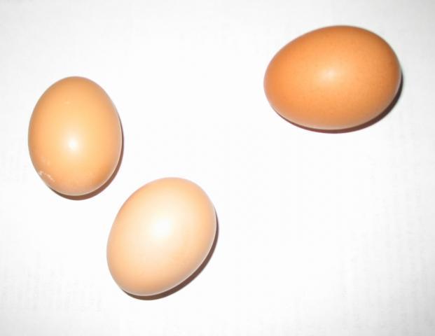 41388_eggs.jpg