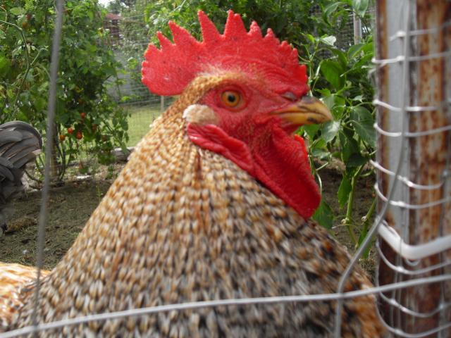 41402_chicken_001.jpg