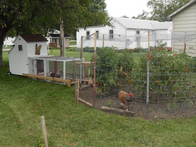 41402_chicken_036.jpg