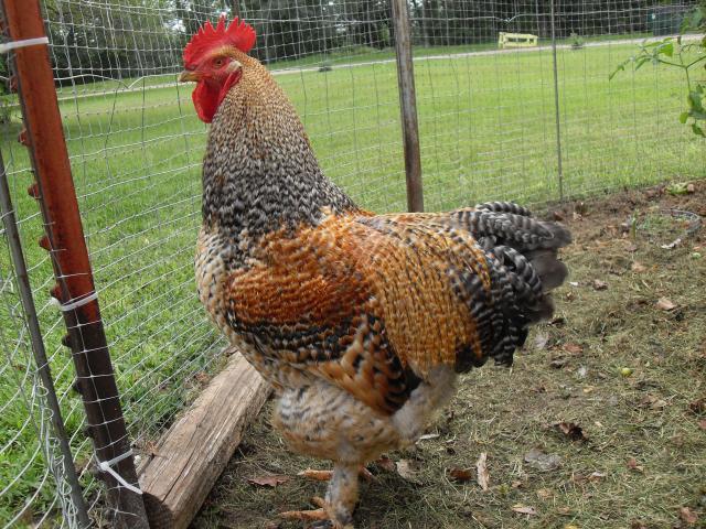 41402_chicken_d.jpg