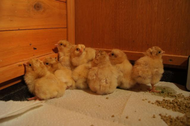 41441_9_buff_orps.jpg