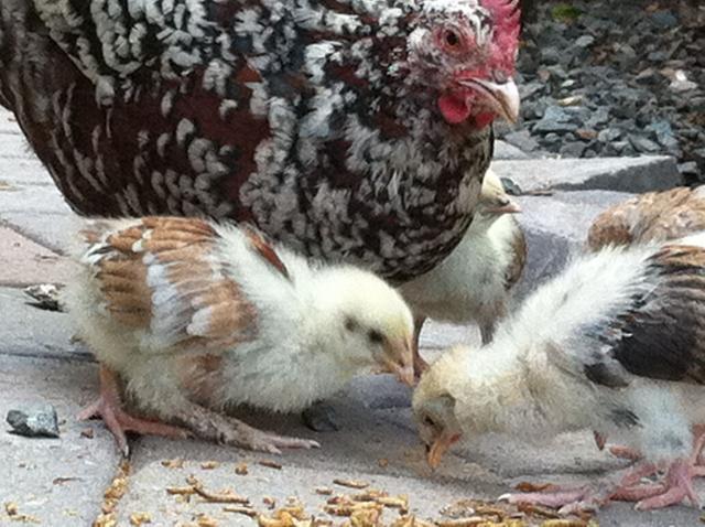 41441_abby_and_babies.jpg