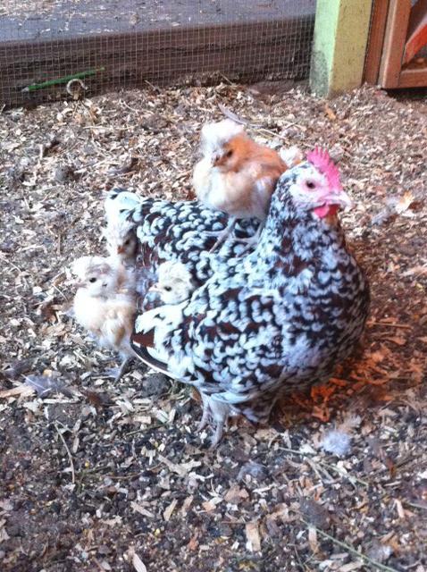 41441_abby_with_chicks.jpg