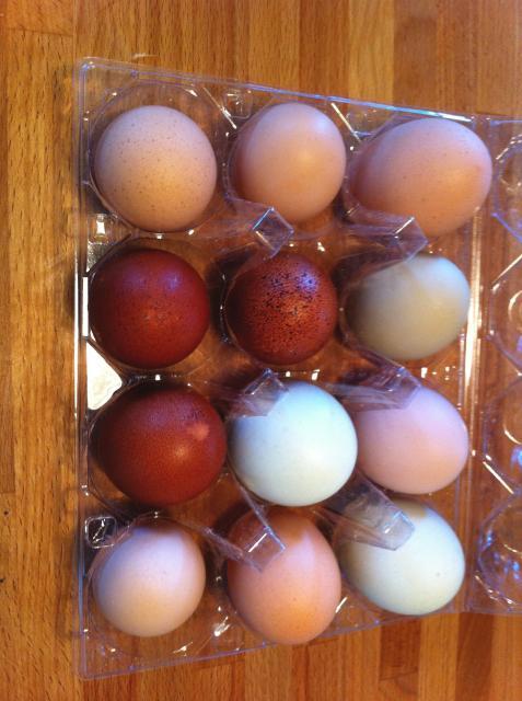 41441_bcm_eggs.jpg