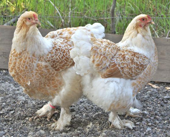 Buff Laced Brahma Trio - 1 year old  BackYard Chickens - Learn How to  Raise Chickens