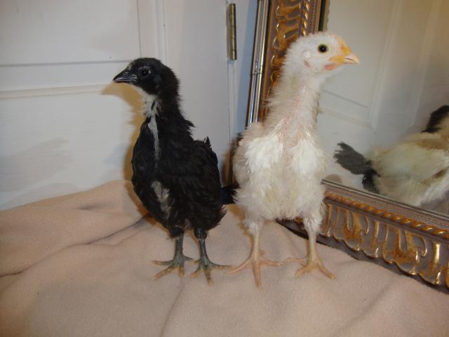 41441_blk_wht_orps_4wks.jpg