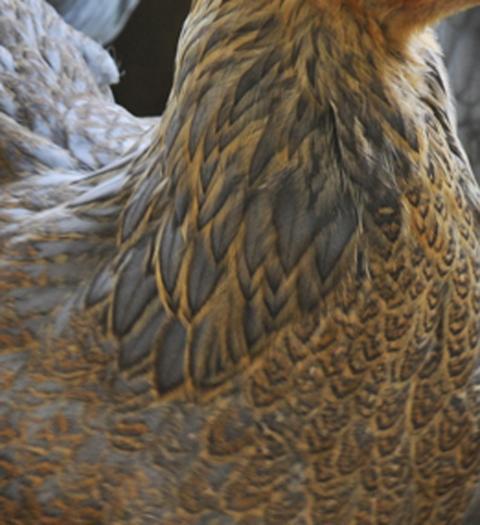 41441_blue_partridge_up_close.jpg